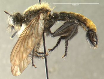 Media type: image;   Entomology 17016 Aspect: habitus lateral view